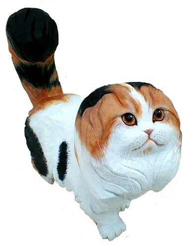 Scottish Fold